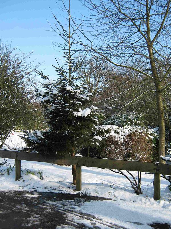 Snowy_Weather_Feb_09 (26)